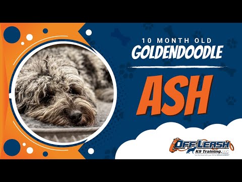 Ash  | 10mo. Goldendoodle | Best Dog Trainers in Woodbridge | Off Leash K9 Training