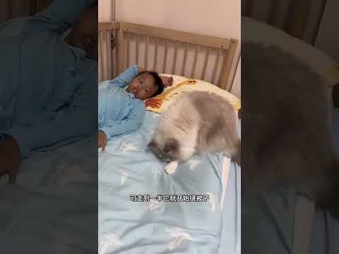 我家猫这是成精了吗 #猫和孩子 #萌娃和萌宠