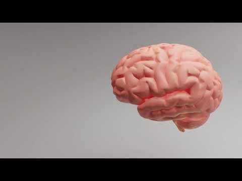 Human Brain Animation | Copyright Free Video Footage