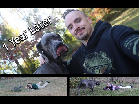 Buying a Great Dane - 1 Year Later