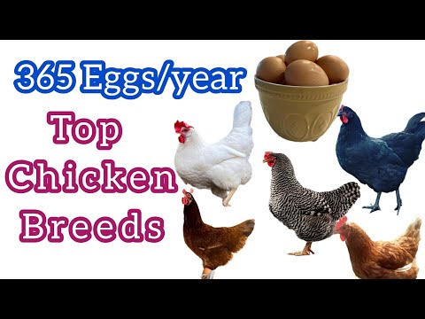 Top 5 Best Egg Laying Chickens for BEGINNERS || Best Egg Laying Chicken Breeds