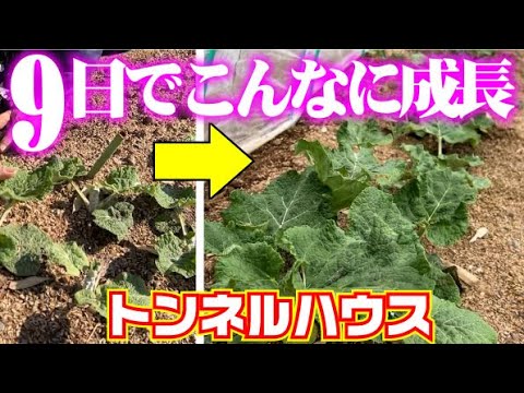 【水なし・肥料無し】放置のままでこんなに大きくなりました【トンネル】【葉ゴボウ】