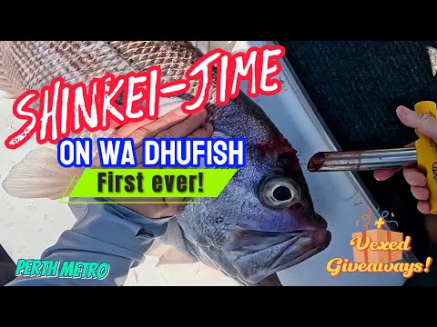 Shinkei-Jime on WA Dhufish | First Ever! + Vexed Giveaway!