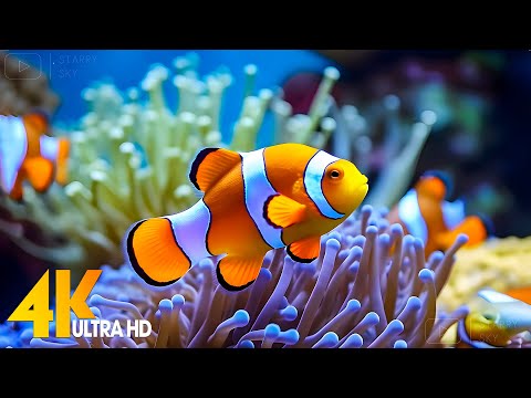 Aquarium 4K VIDEO (ULTRA HD) 🐠 Beautiful Coral Reef Fish - Relaxing Sleep Meditation Music #15