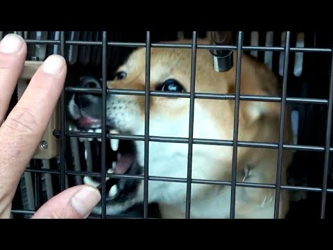 [Rebroadcast for overseas] A video you should watch before getting a Shiba Inu