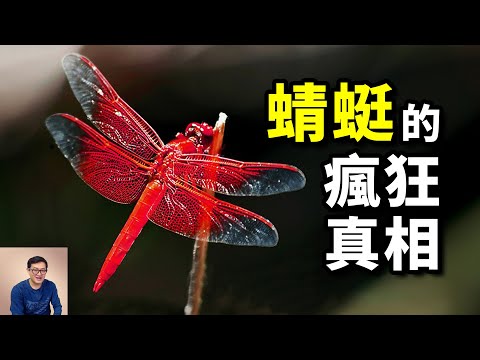 【震驚】蜻蜓的真身到底有多可怕？太多驚人的真相，曾經的昆蟲之王，蚊子和蒼蠅的一生之敵……【老肉雜談】#動物 #昆蟲 #蜻蜓 #演化 #古生物