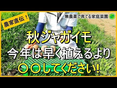 【秋ジャガイモ】失敗しないための植え付け前準備のコツ【有機農家直伝！無農薬で育てる家庭菜園】　24/8/13