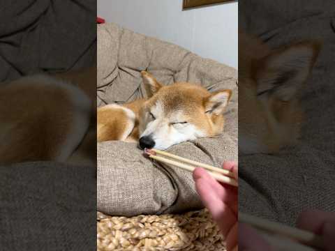 遅すぎる‼️寝ぼけておやつをなかなか気づかない笑　#柴犬　#犬　#おもしろ　#犬のいる暮らし #癒し