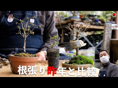 [Zelkova] Let's check the Nebari we made last year! [Bonsai Q]