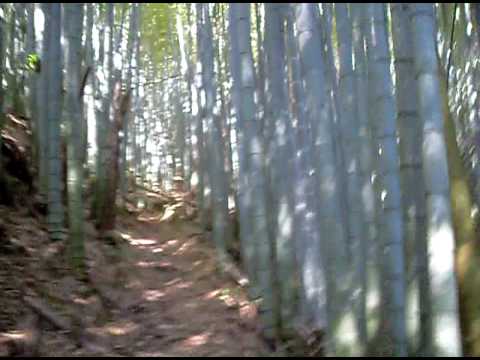 Bamboo forest