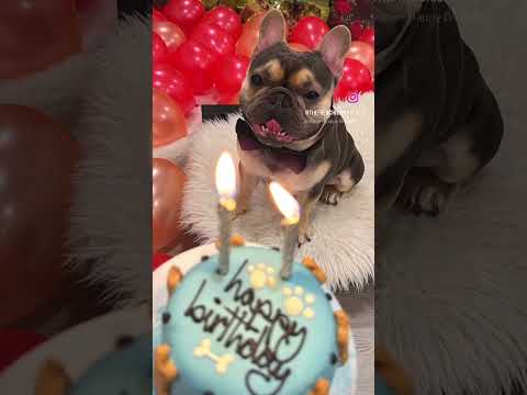 French Bulldog Bo and His Birthday Cake | Happy 2nd Birthday | Frenchie Trekker TV #Dog #Frenchie