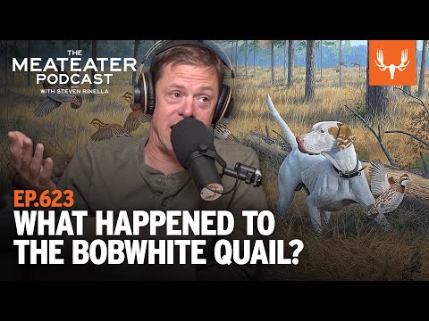 What Happened to the Bobwhite Quail | The MeatEater Podcast