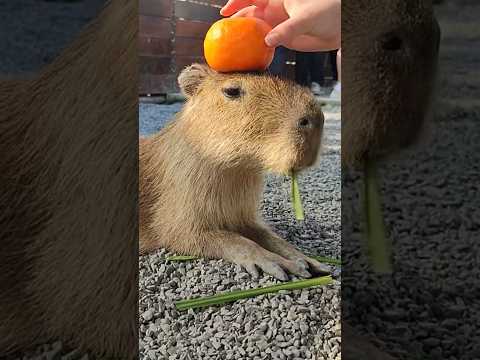 Put an Orange on Top of Cute Capybara 橘子放在水豚头上，好可爱！#capybara #cuteanimals #水豚君