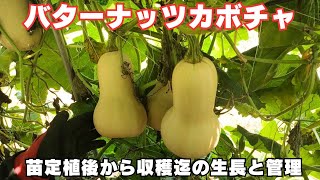 バターナッツカボチャの生長と管理【苗定植後から収穫迄】【繁茂】【立体栽培】2024年5月21日　5月26日　6月10日　6月24日　7月8日　7月22日