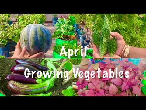 April Growing Vegetable Seeds // Best Vegetable Seeds To Sow In April Month