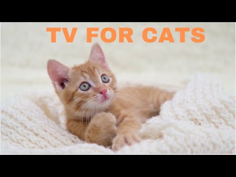 BEST TV for Cats! 🐱 4 Hours of Endless Stimulation - Relaxing Music to Soothe Your Cat 🎵