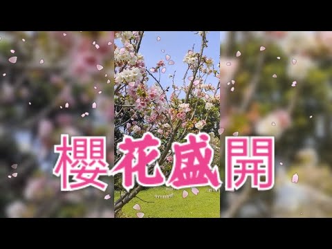 櫻花盛開#櫻花#音樂 #寧安如夢 #雪季