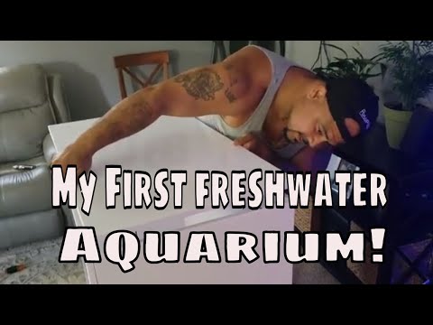 My first freshwater aquarium