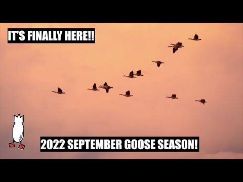 SEPTEMBER GOOSE PREP! PLUS DIVE BOMB INDUSTRIES FULLY FLOCKED CANADA SILHOUETTES UNBOXING!!