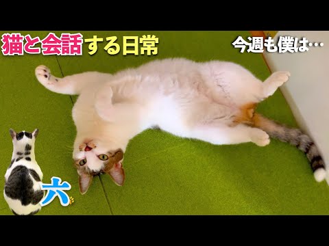 今日も愛猫は名前を呼ぶと「お母さん」と言いながら私の側に来る。そんな一コマから始める、愛猫"六"の日常 | [生まれ変わりの猫] 六 (Roku)