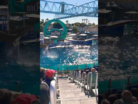 🐬 Dolphin Adventures | SeaWorld San Diego #shorts