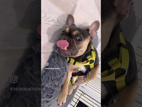 French Bulldog Puppy Naptime | Max and Bo #Shorts #Dog