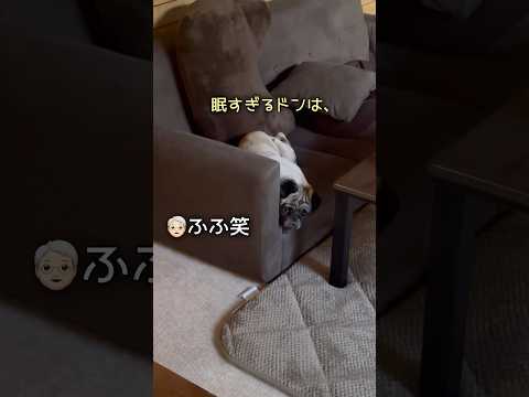 眠すぎるドンは少し老け顔になる💁🏻‍♂️ #パグ #pug #パグのいる家