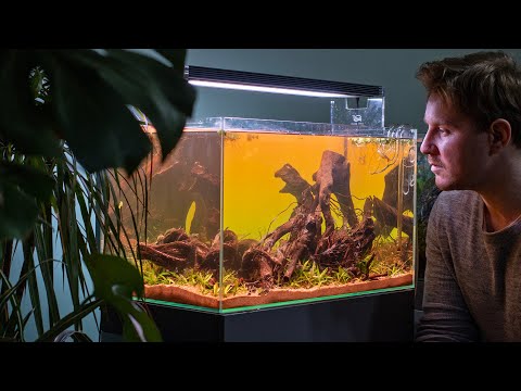 Natural Style Aquarium for Ember tetras with Tai Strietman - 4K vlog