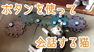 言語ボタンで会話する猫