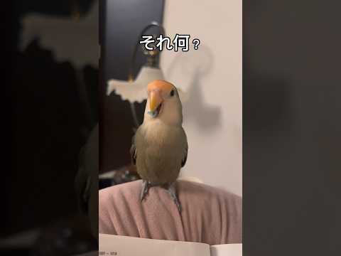 【ぼくの趣味#コザクラインコ 】#shorts #short #birds #birdlover #bird #インコ #インコのいる暮らし #インコ動画 #鳥