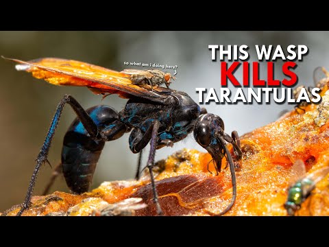 Tarantula Hawk Wasps And The Painful World Of Stingers