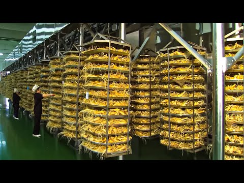 World's Most Expensive Root - Korean Ginseng Harvesting And Processing in Factory