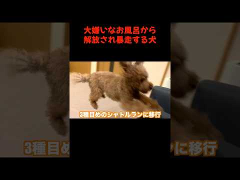 ブレーキが利かないイヌ。 #犬 #トイプードル