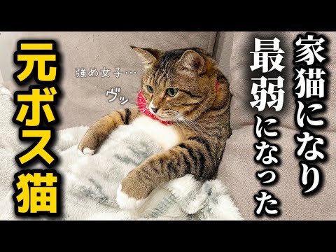 23歳一人暮らし。保護したボス猫はただデカいだけのか弱いアザラシでした