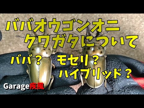 ババオウゴンオニクワガタについて　これは、ババ？　モセリ？　ハイブリッド？　#クワガタ