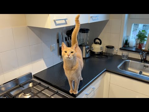 Adorable boi quivers tail out of excitement to try new Chicken Treat