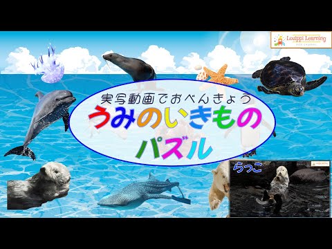 [ Japanese ] Sea animals Flashcard video for kid Toddler Baby