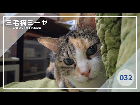 【猫好き必見！癒しの三毛猫動画】飼い主が好きな甘え方を覚えてしまった三毛猫ミーヤちゃん