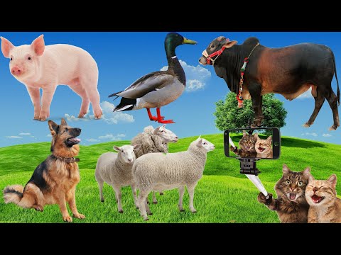 Interesting animal moments: Dog barking, Cat playing, Pig asking for food, Horse running, Cow eating