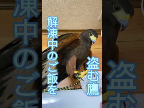 解凍中のご飯を盗む鷹 #ハリスホーク #猛禽類 #日光浴 #日常 #鷹の爪 #爪切り #vlog #泥棒#解凍餌