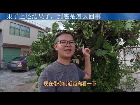 这也太神了吧，果实上还结果实，自然界真是少有啊