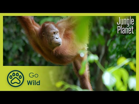 The Ancient Jungle: South East Asia & Borneo | Jungle Planet 2/26 | Go Wild