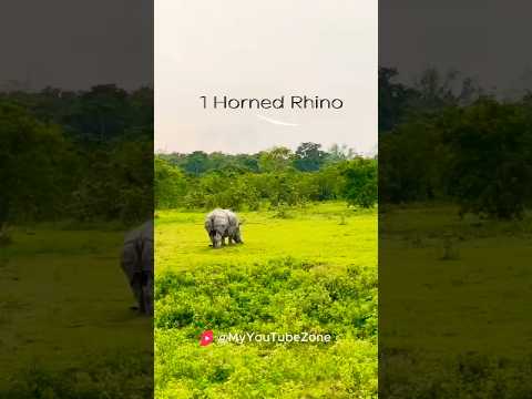 #kaziranga #kaziranganationalpark #kazirangaedition one horned rhino