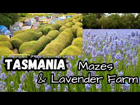 Tasmania mazes & FREE lavender farm, Tasmazia and the Village of Lower Crackpot, Tasmania Australia