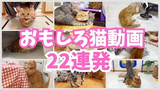 おもしろ猫動画22連発！ #猫 #猫動画