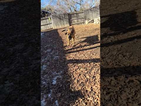 Drax Boerboel finds his run 🐶