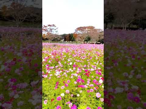 🌸Cosmos Field in Japan🌸 #shorts