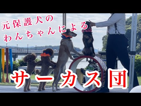 元保護犬によるサーカス団のパフォーマンスがすごい わんわん大サーカス / 保護犬 / rescue dog / #ギネス世界記録 #guinnessworldrecords