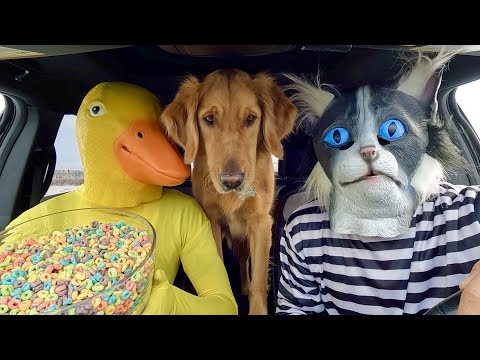 Rubber Ducky Surprises Cat & Puppy with Car Ride Chase!