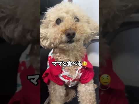 犬の手作りアイス　ママと食べるおやつ 💖 #トイプードル